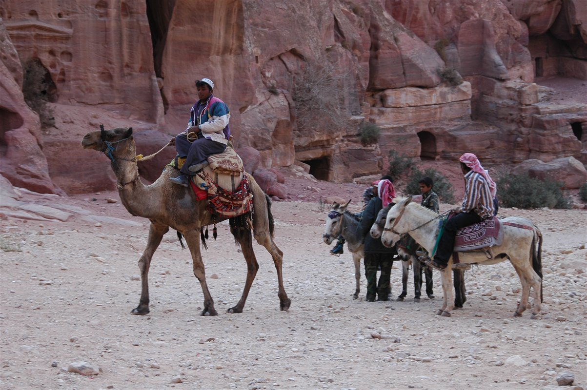 Camel i donkey taxi